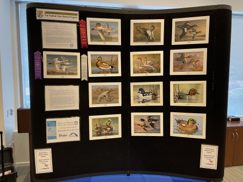 Host the Federal Duck Stamp or Junior Duck Stamp Art Exhibit